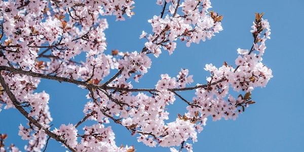 cherry blossom.jpg